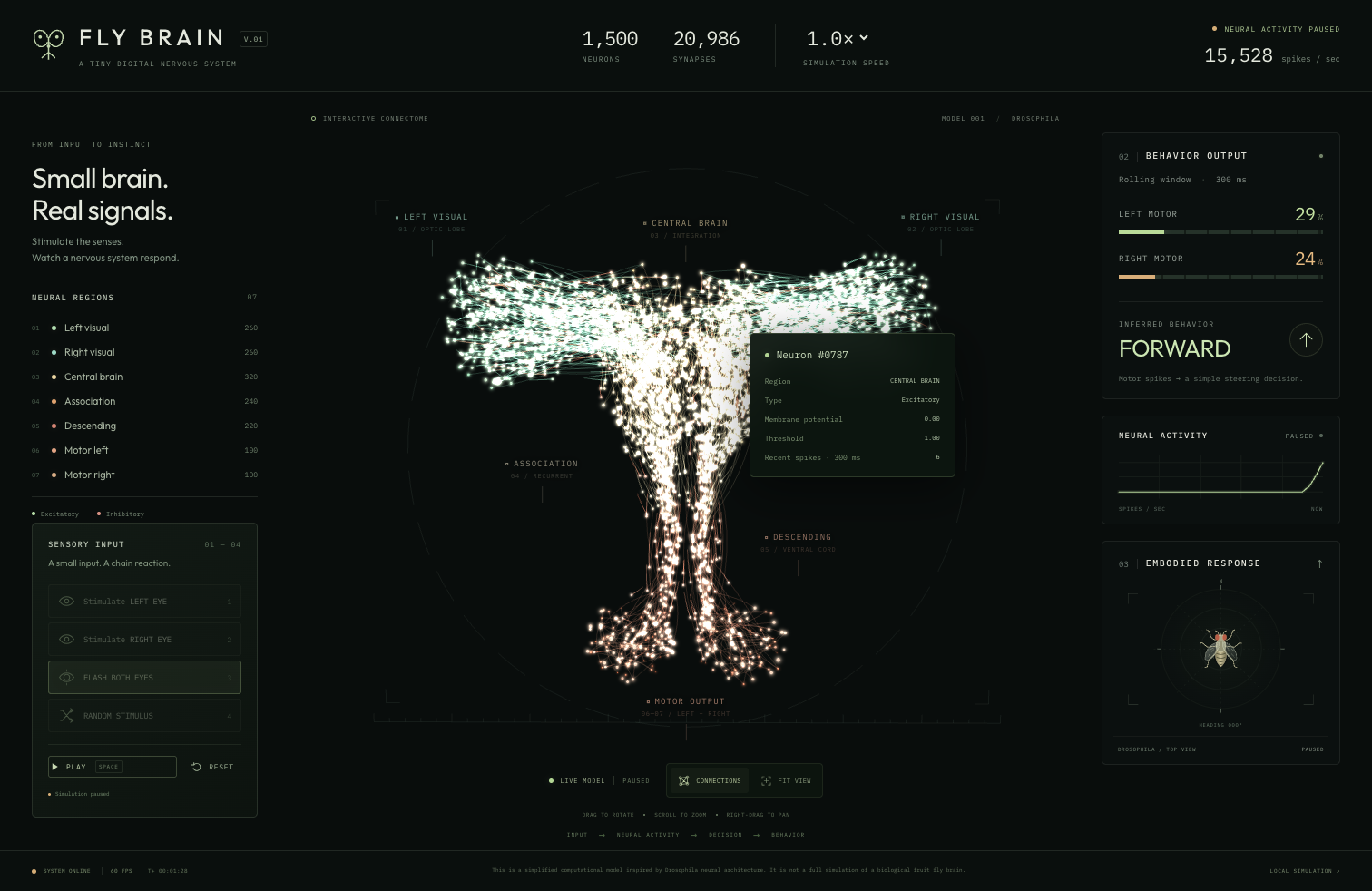 FLY BRAIN · A Tiny Digital Nervous System